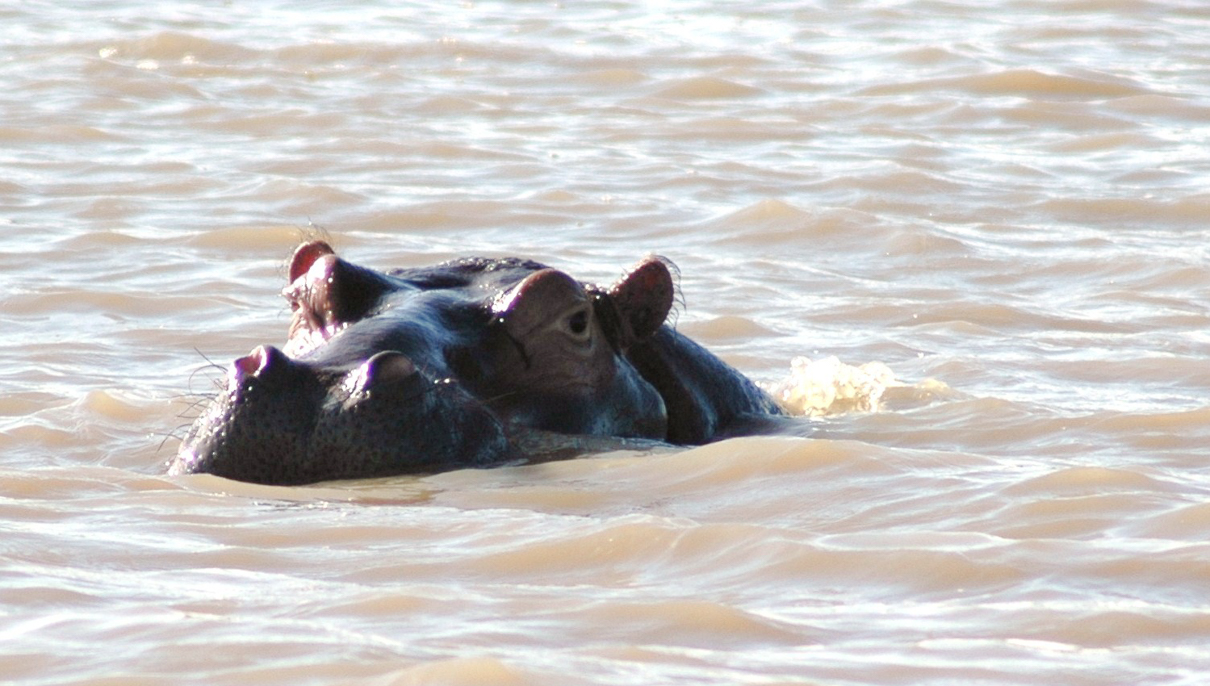 Estuaire de St LUCIA  - Un hippopotame ...
