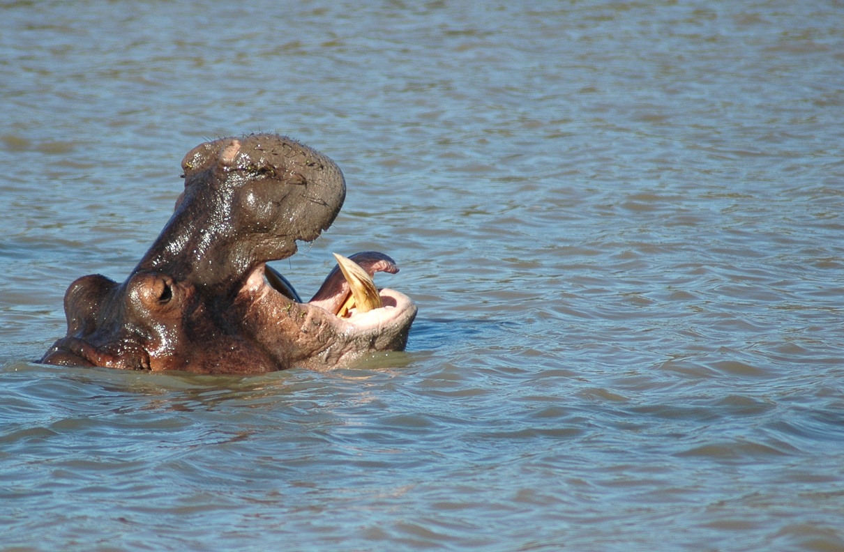 Estuaire de St LUCIA  - Des hippopotames ...