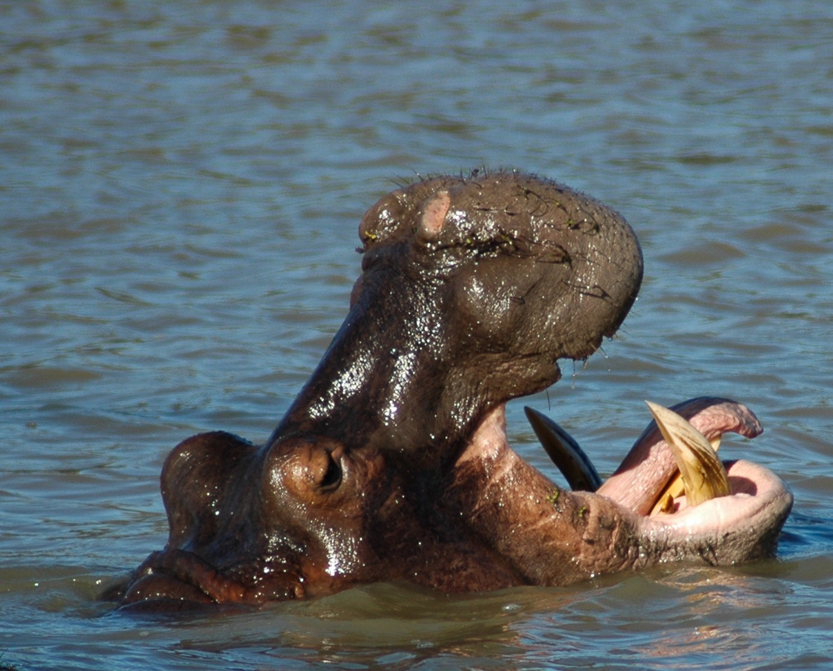 Estuaire de St LUCIA  - Des hippopotames ...