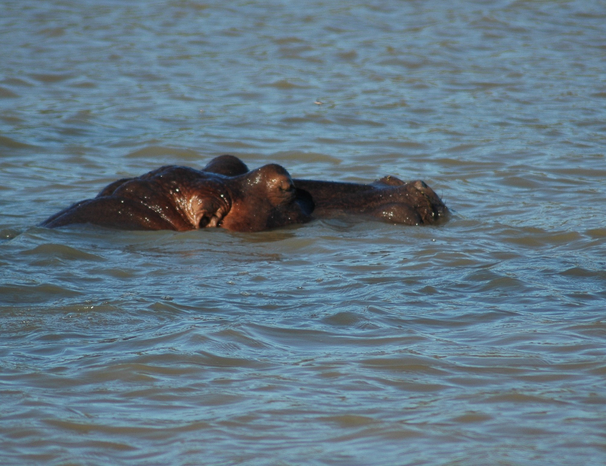 Estuaire de St LUCIA  - Des hippopotames ...