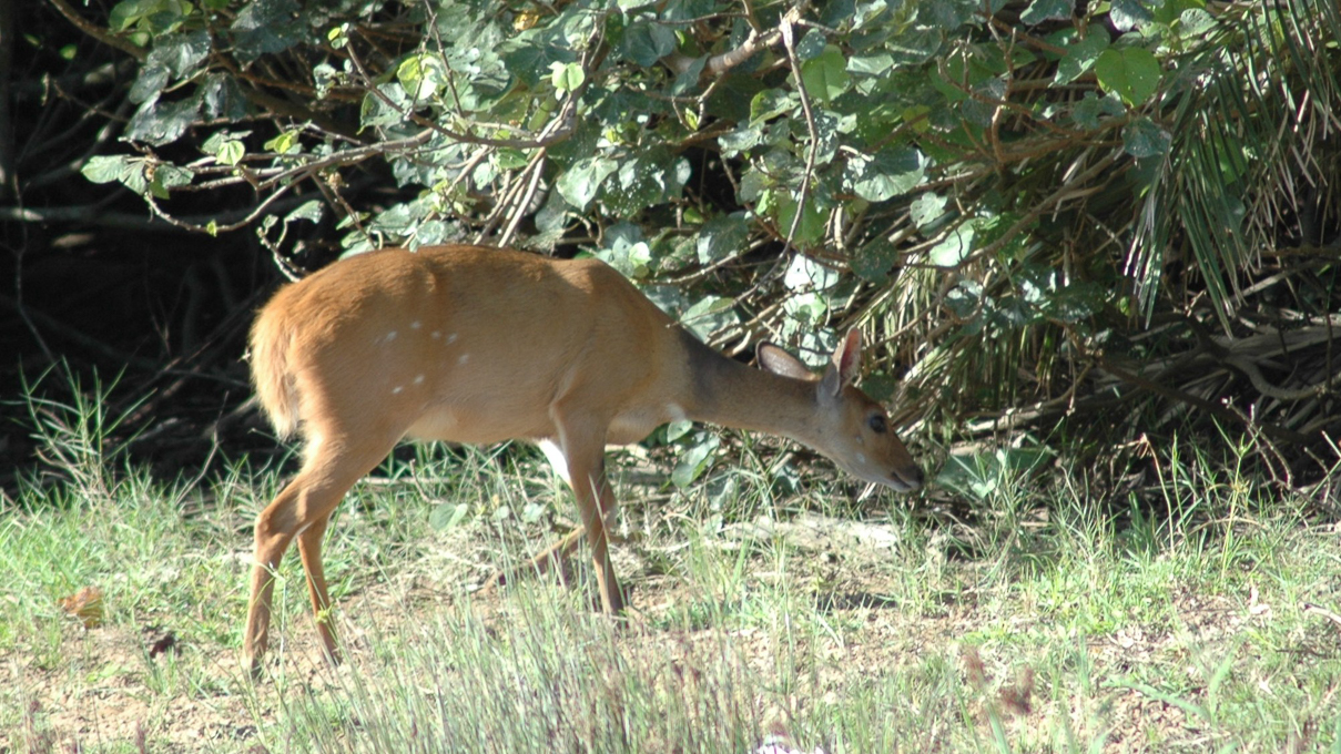Estuaire de St LUCIA  - Un impala ...