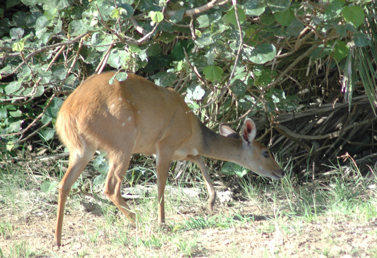 Estuaire de St LUCIA  - Un impala ...