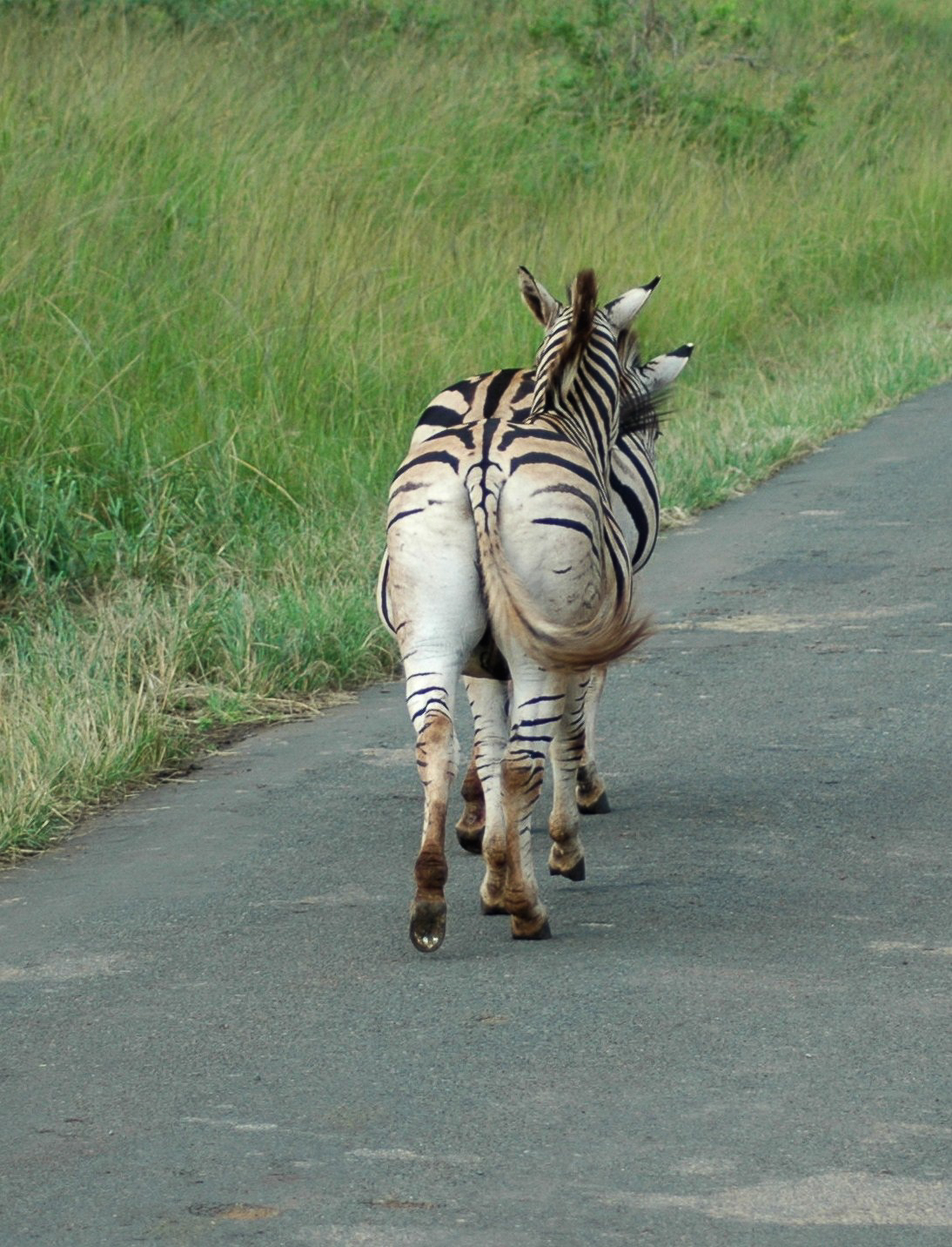 Safari en 4x4 dans le Parc de Hluhluwe-Umfolozi
