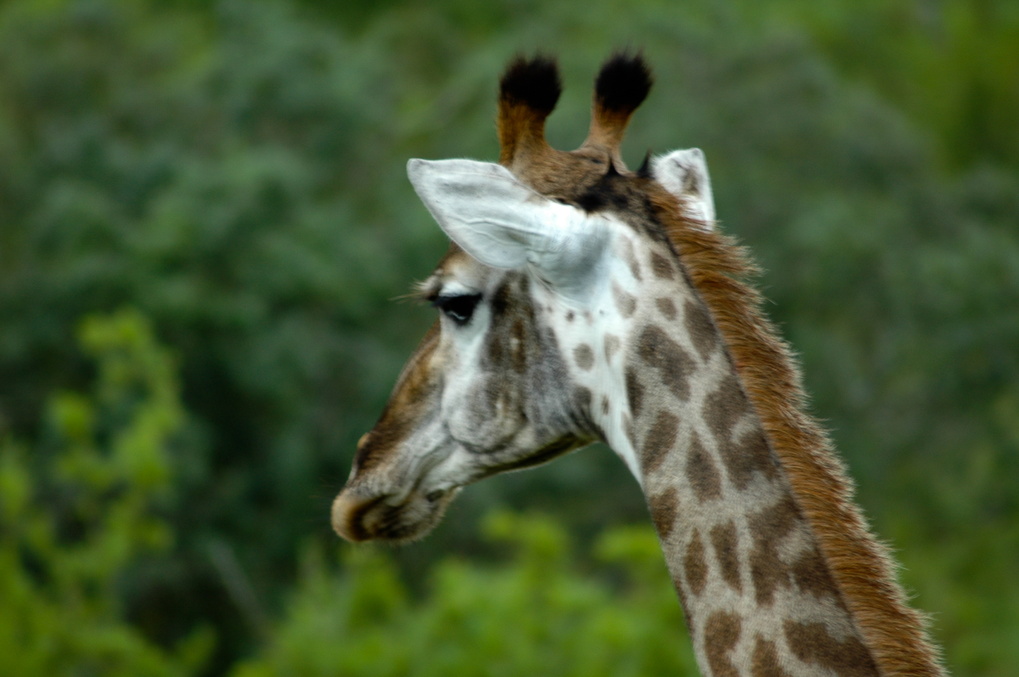 Safari en 4x4 dans le Parc de Hluhluwe-Umfolozi