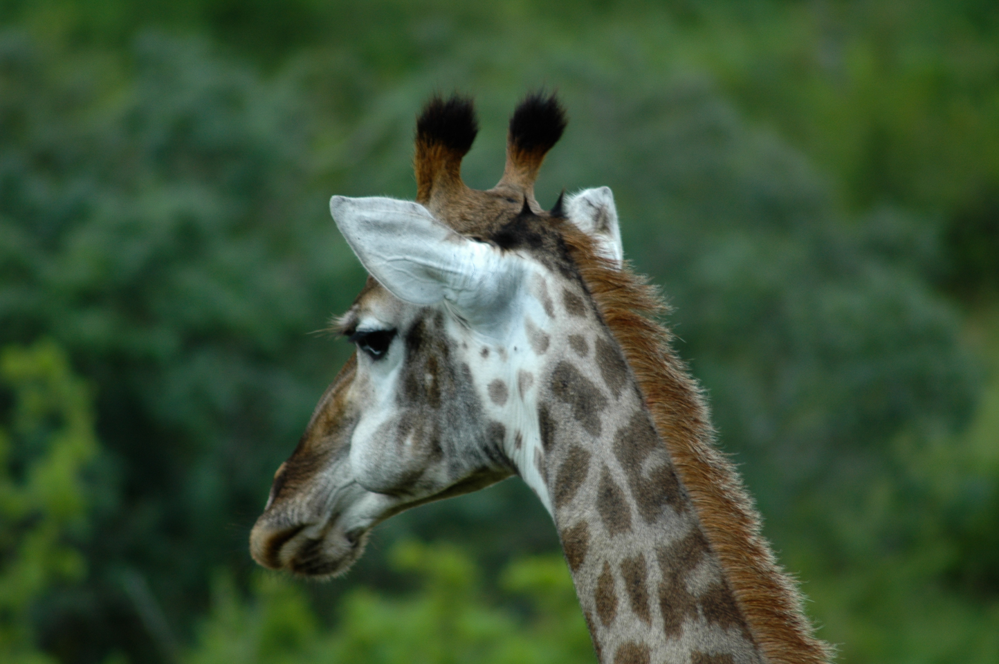 Safari en 4x4 dans le Parc de Hluhluwe-Umfolozi