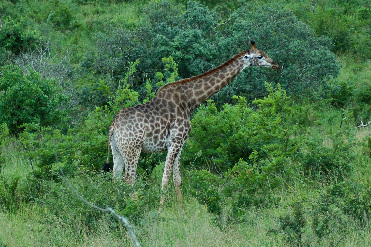 Safari en 4x4 dans le Parc de Hluhluwe-Umfolozi