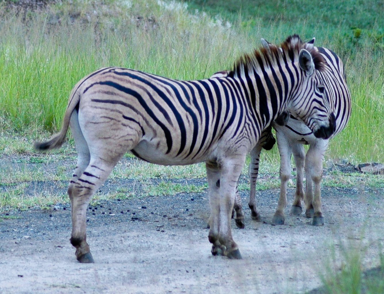 Safari en 4x4 dans le Parc de Hluhluwe-Umfolozi