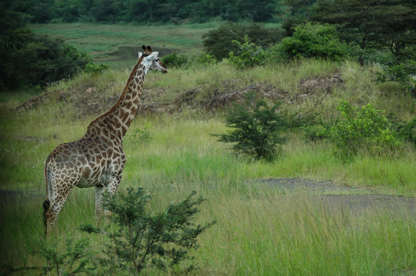 Safari en 4x4 dans le Parc de Hluhluwe-Umfolozi