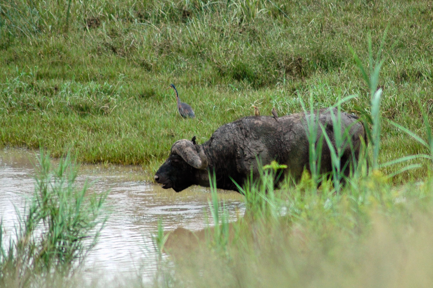 Safari en 4x4 dans le Parc de Hluhluwe-Umfolozi