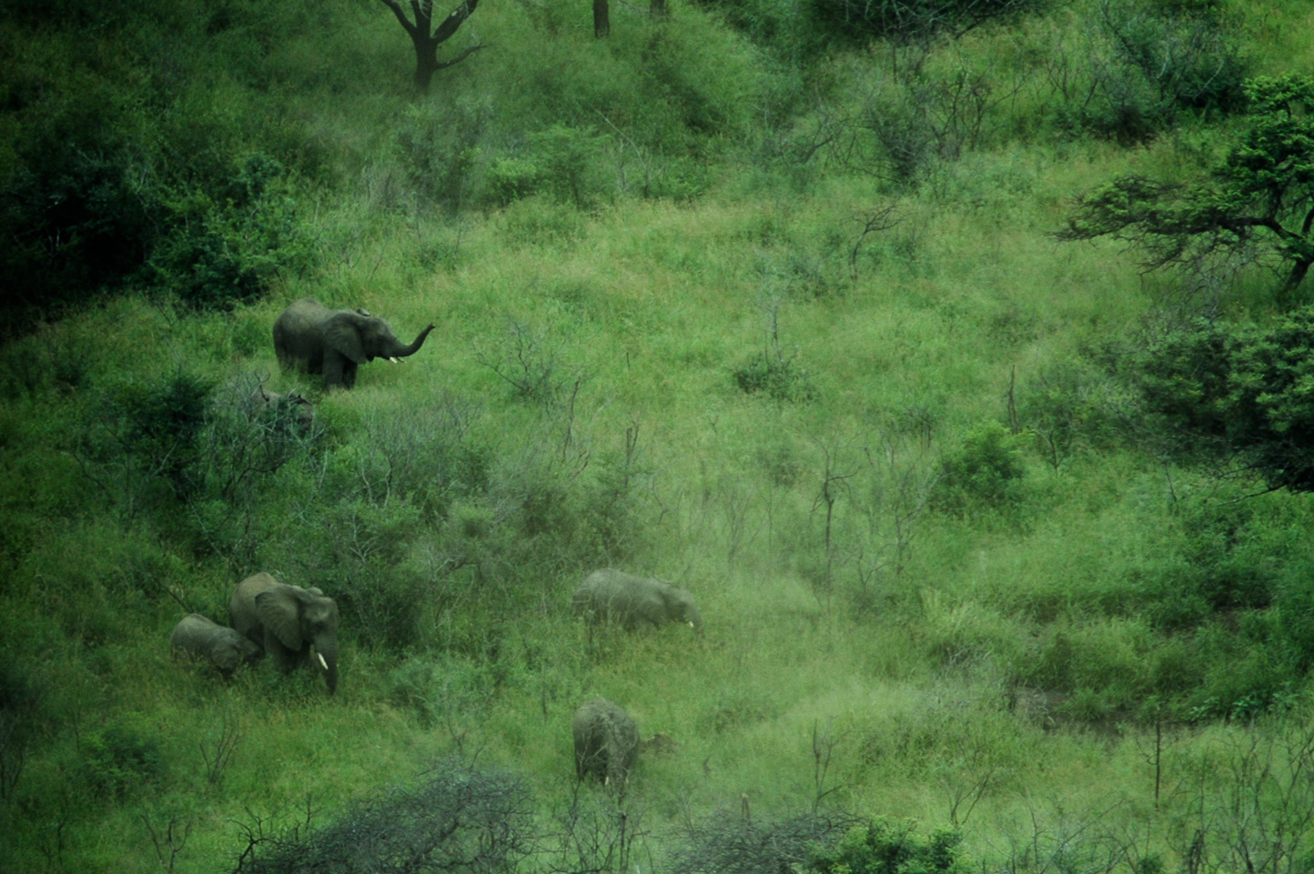 Safari en 4x4 dans le Parc de Hluhluwe-Umfolozi