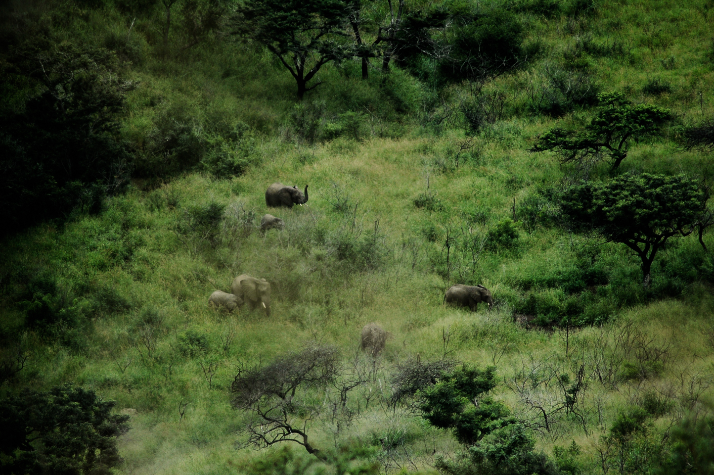 Safari en 4x4 dans le Parc de Hluhluwe-Umfolozi