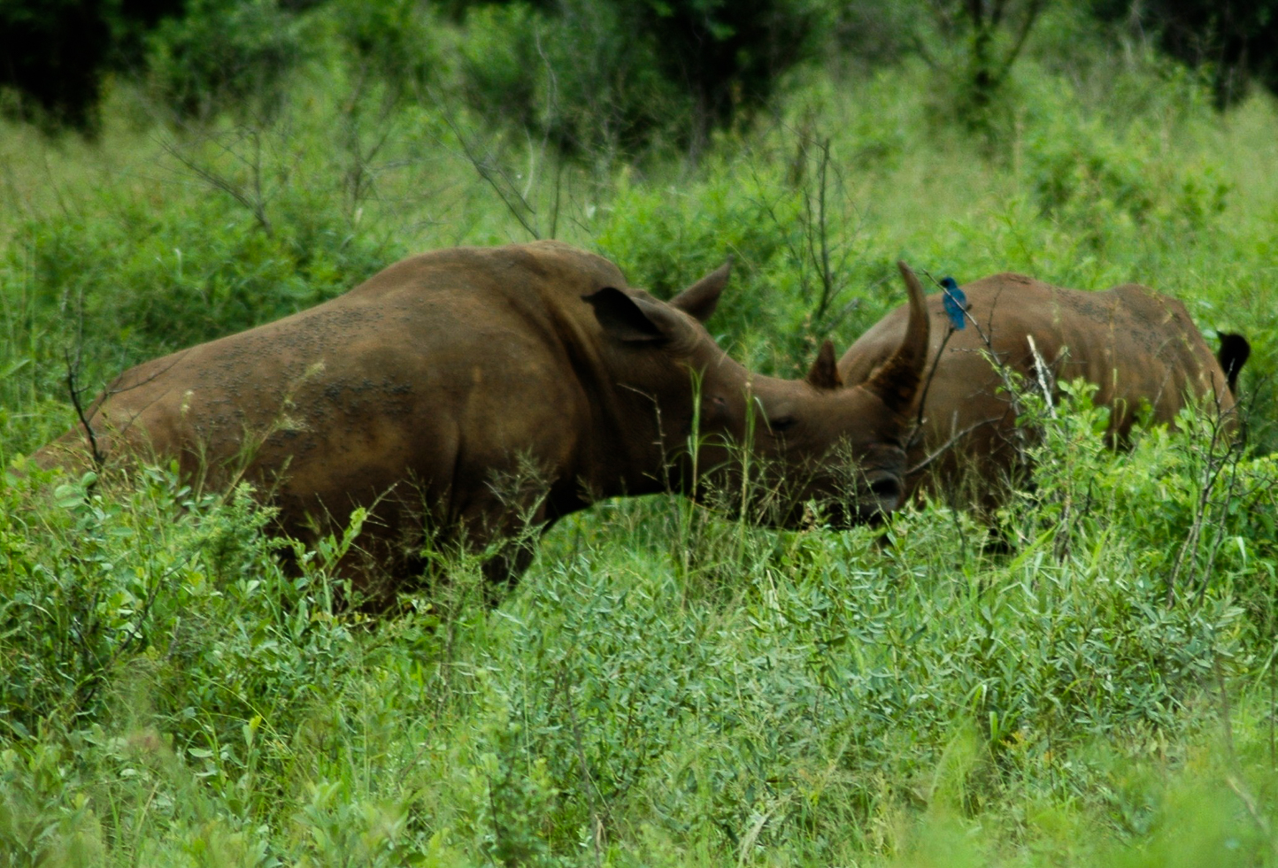 Safari en 4x4 dans le Parc de Hluhluwe-Umfolozi