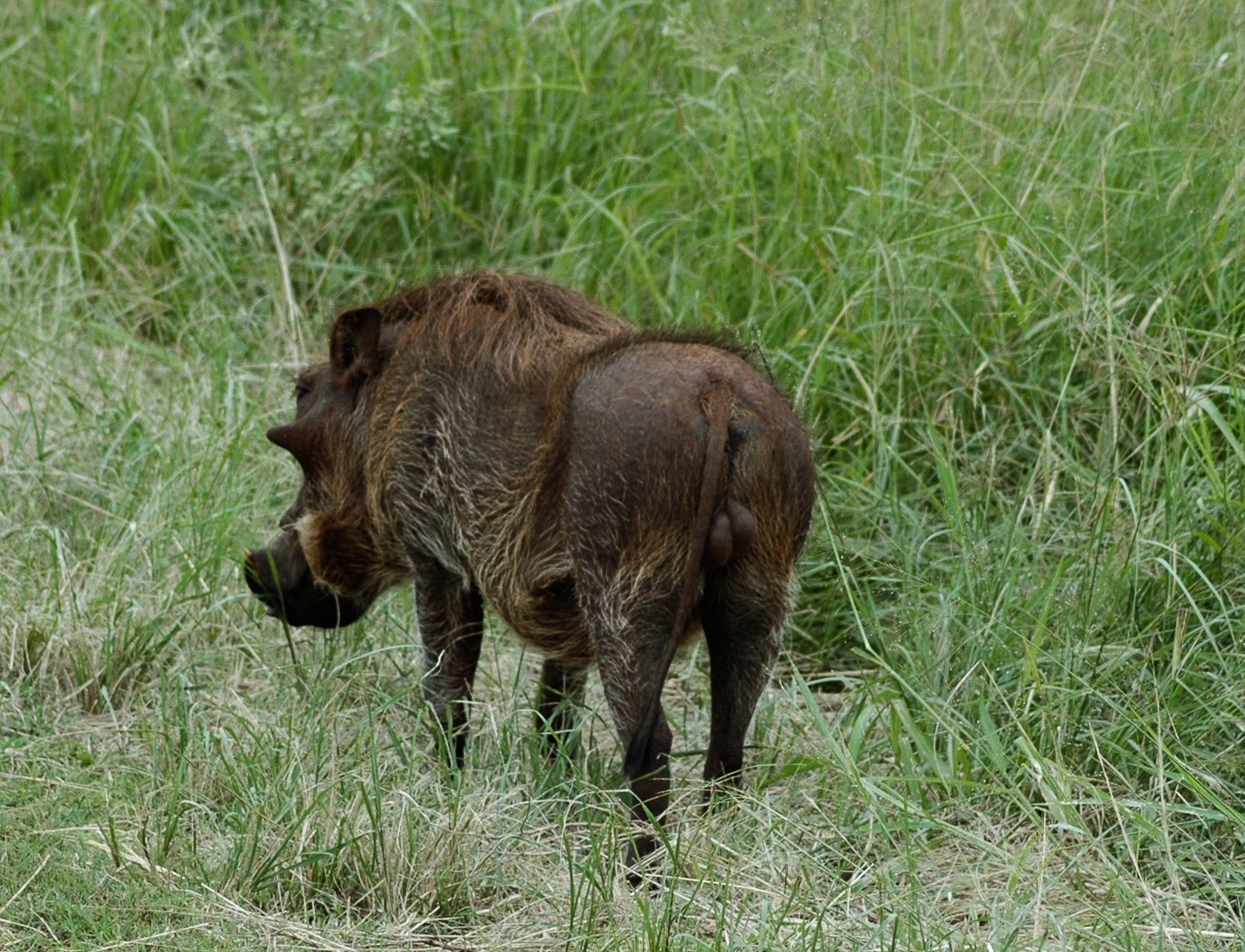 Safari en 4x4 dans le Parc de Hluhluwe-Umfolozi