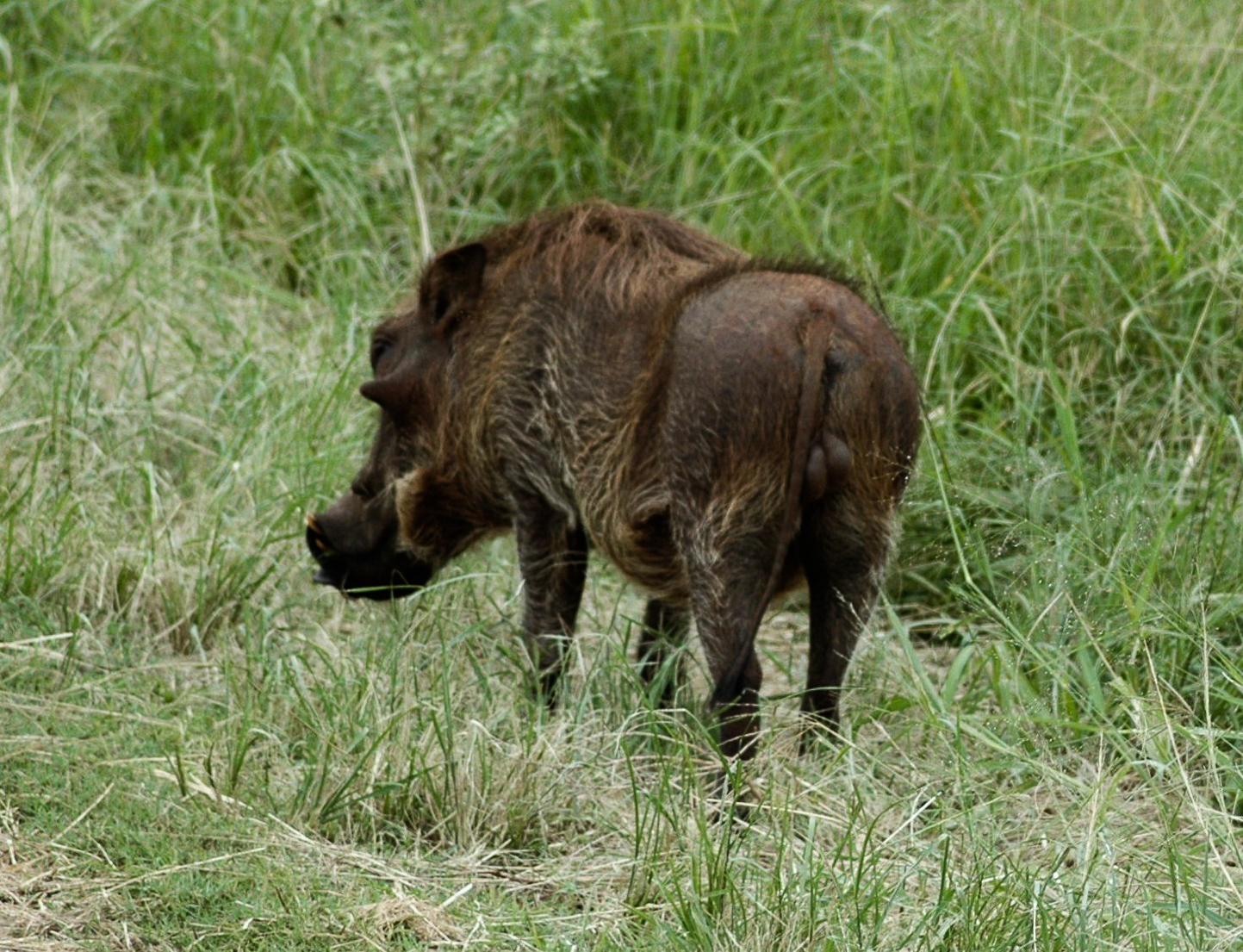 Safari en 4x4 dans le Parc de Hluhluwe-Umfolozi