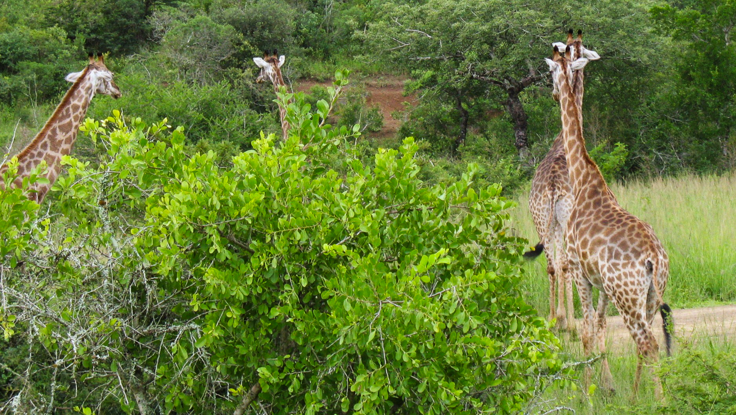 Safari en 4x4 dans le Parc de Hluhluwe-Umfolozi