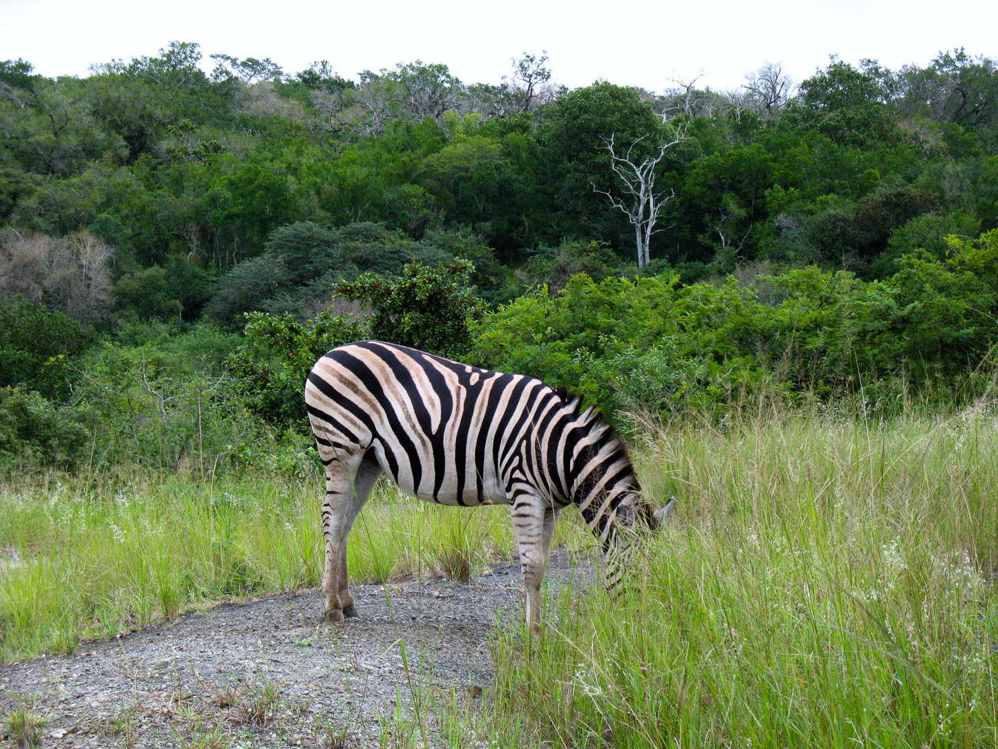 Safari en 4x4 dans le Parc de Hluhluwe-Umfolozi