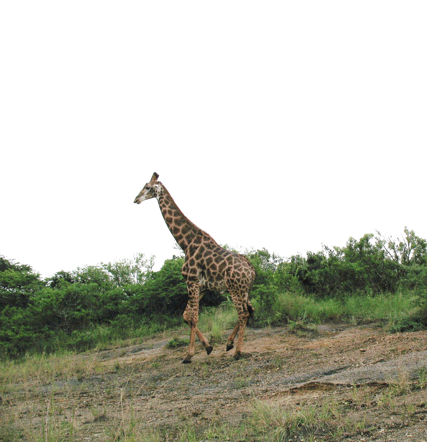 Safari en 4x4 dans le Parc de Hluhluwe-Umfolozi