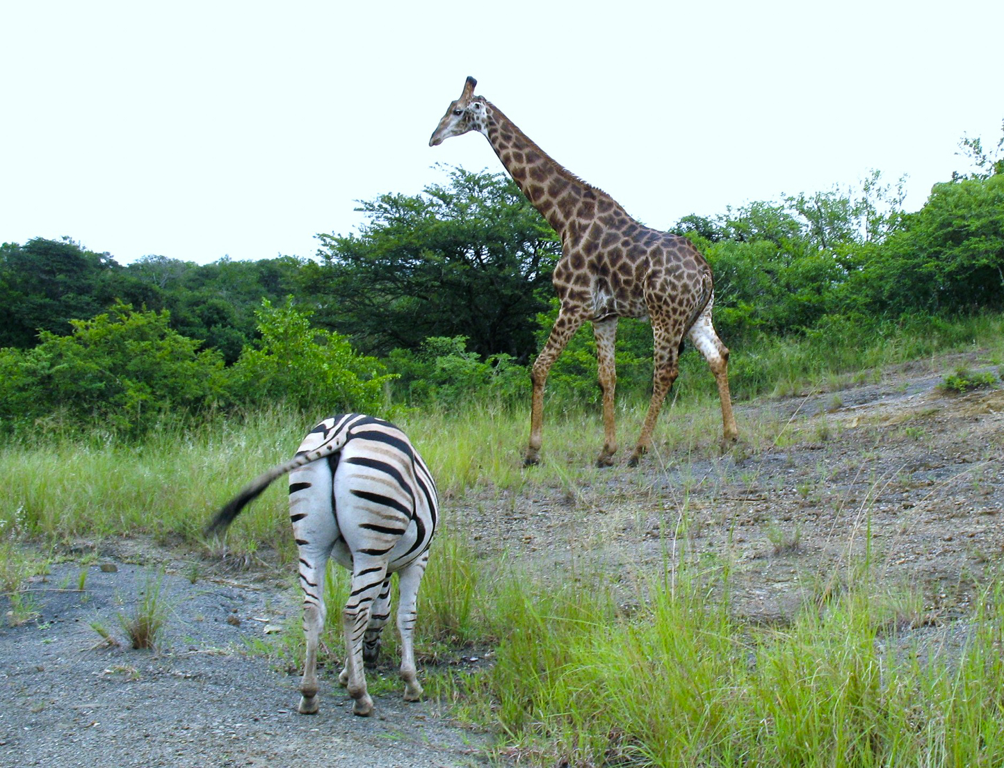 Safari en 4x4 dans le Parc de Hluhluwe-Umfolozi