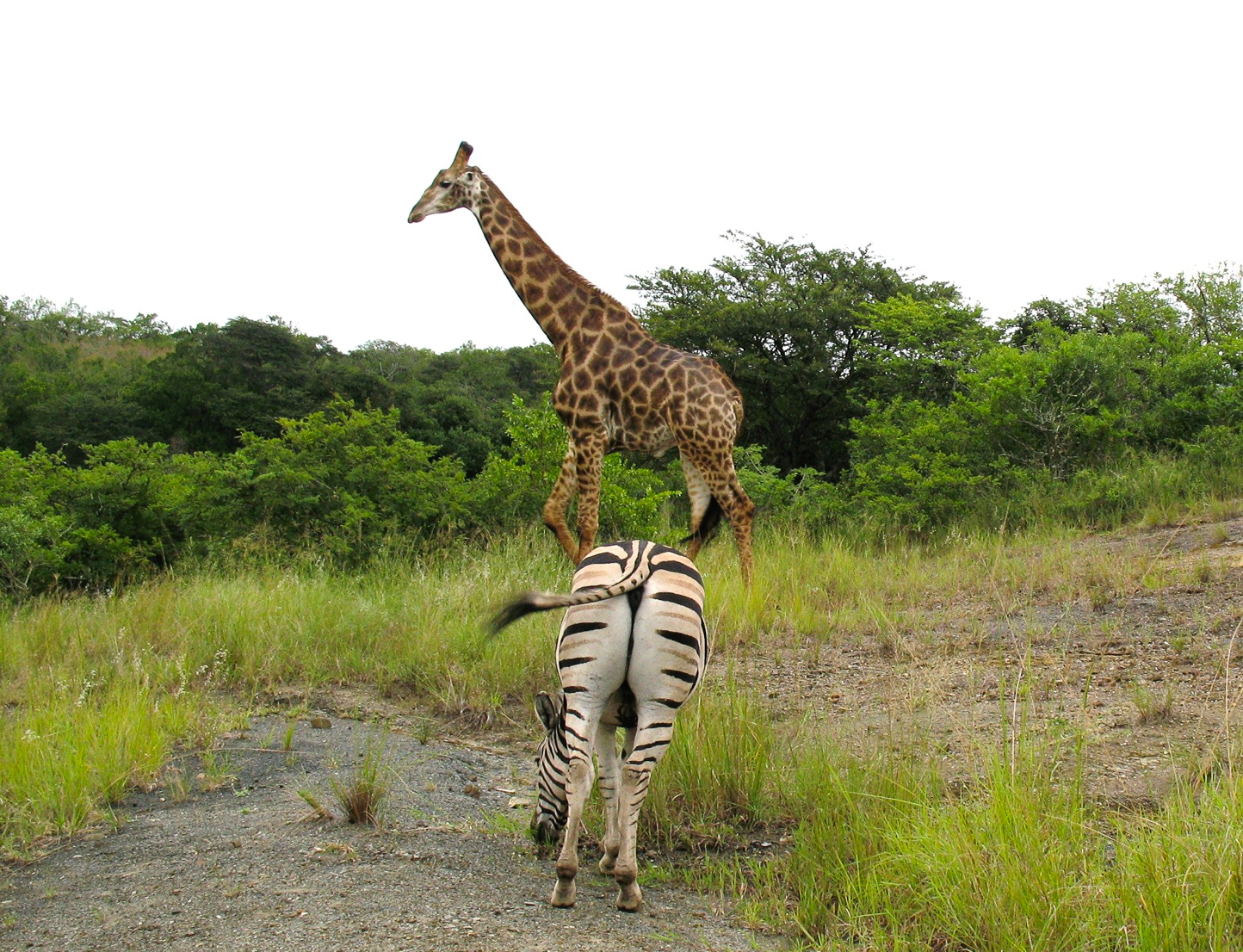 Safari en 4x4 dans le Parc de Hluhluwe-Umfolozi