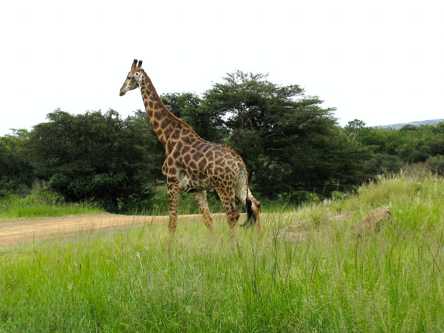 Safari en 4x4 dans le Parc de Hluhluwe-Umfolozi