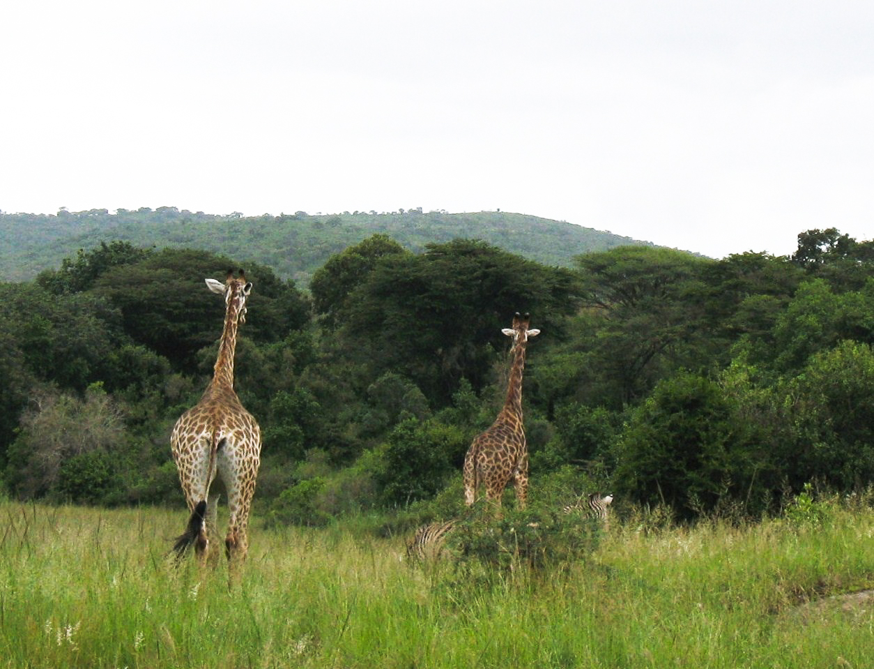 Safari en 4x4 dans le Parc de Hluhluwe-Umfolozi