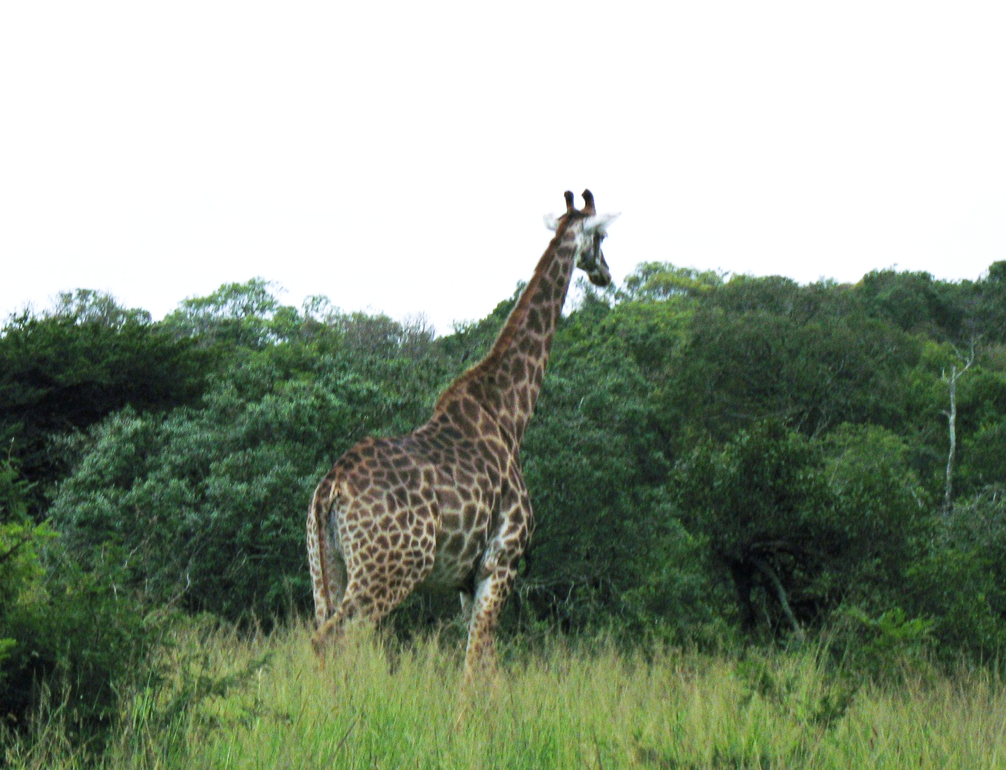 Safari en 4x4 dans le Parc de Hluhluwe-Umfolozi