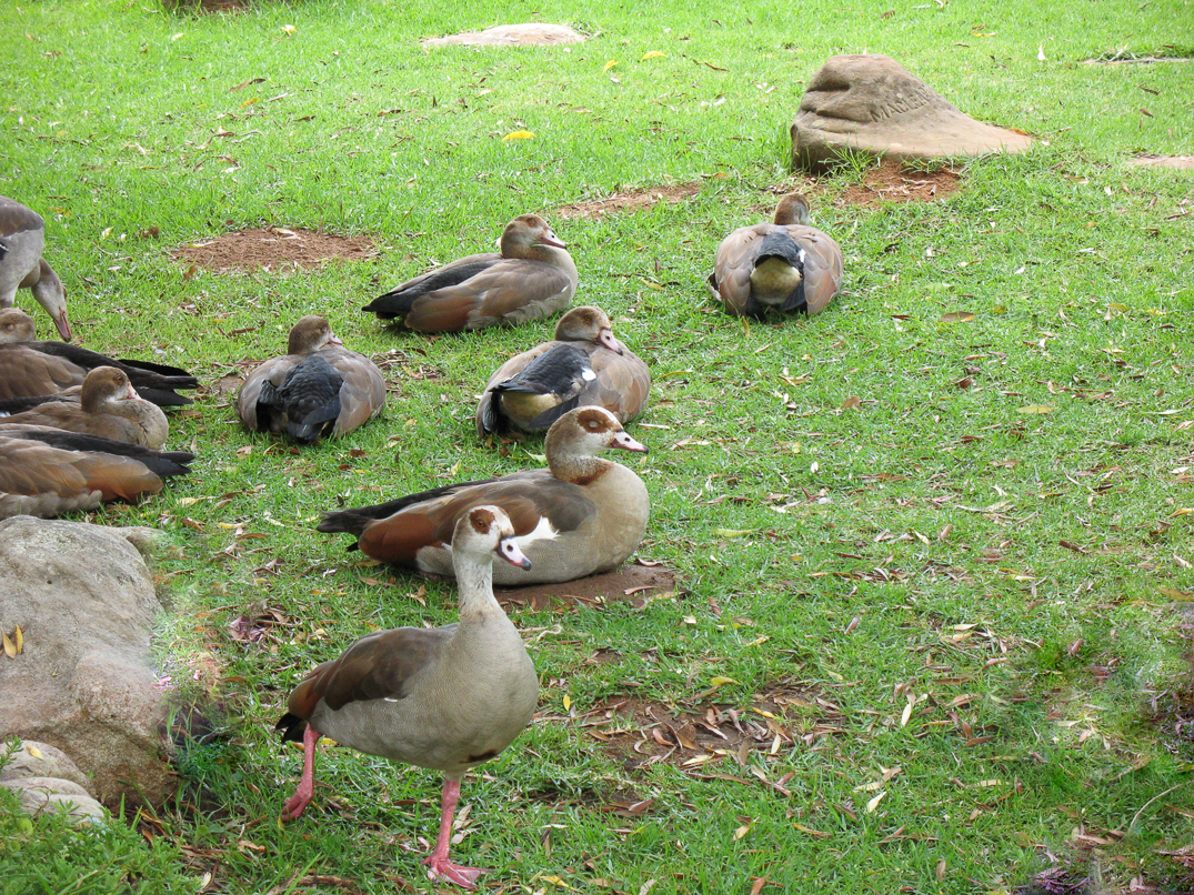 Des canards dans le jardin botanique de Kirstenbosch