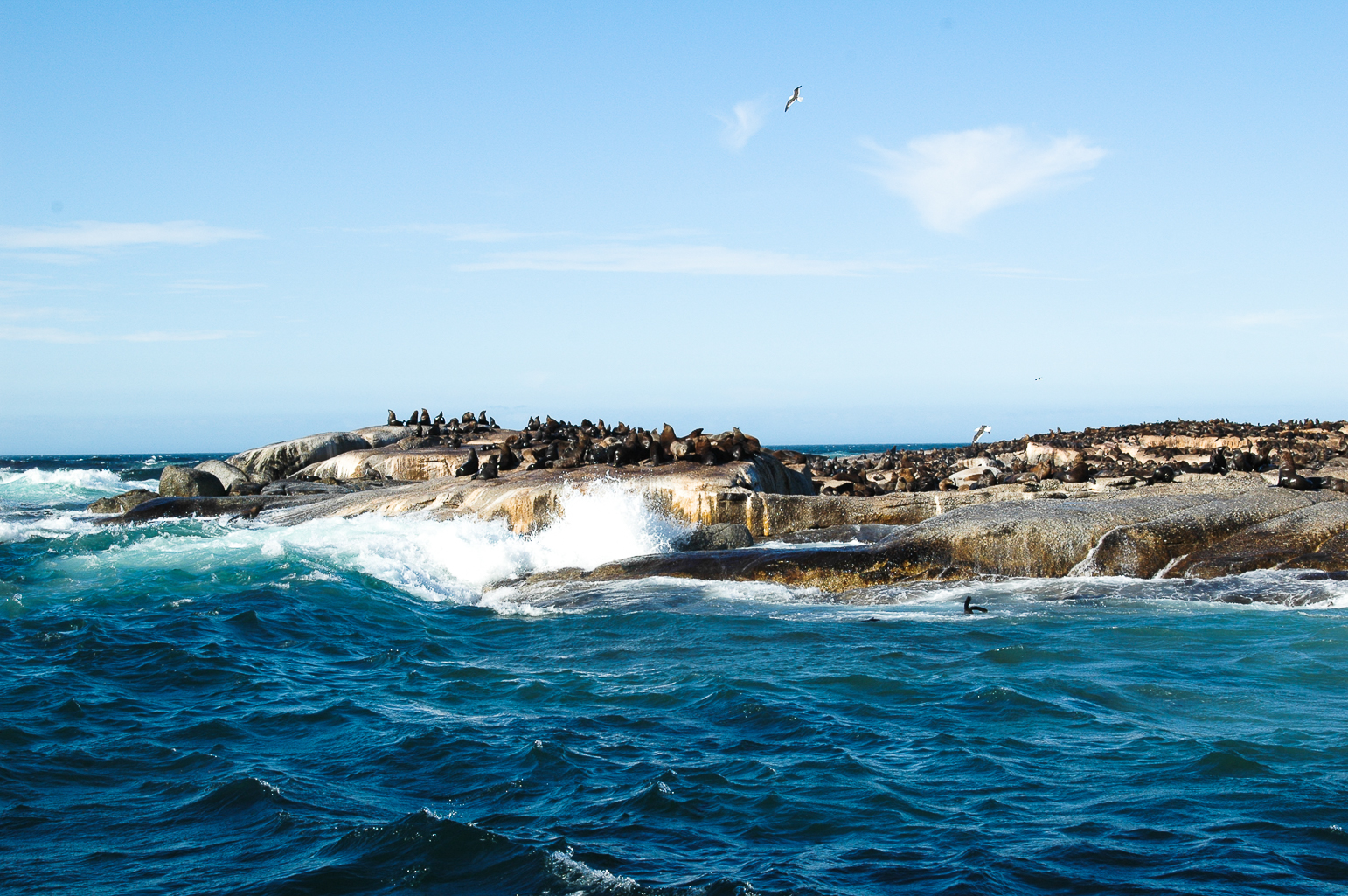 Pendant la croisière à l'ile aux phoques