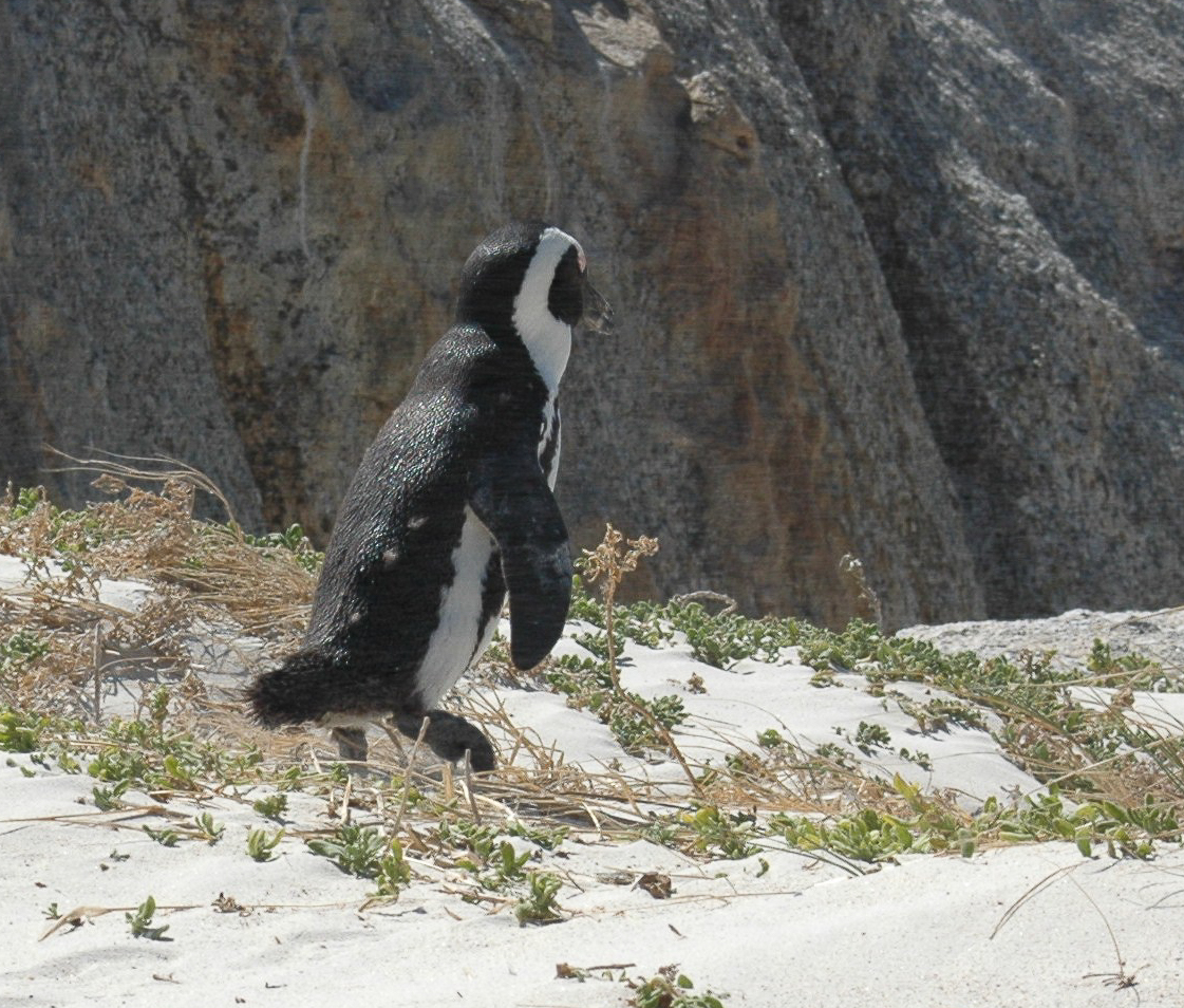 Une colonie de pingouins sur la plage Boulders