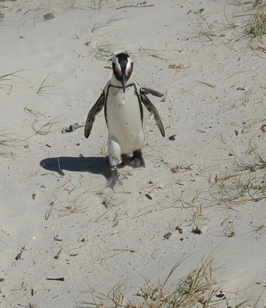 Une colonie de pingouins sur la plage Boulders