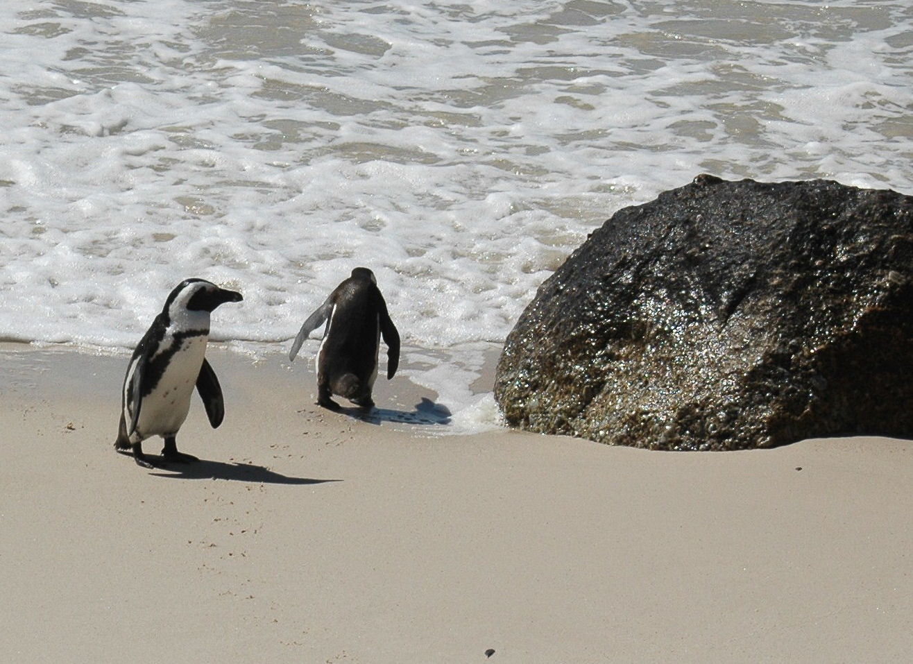 Une colonie de pingouins sur la plage Boulders