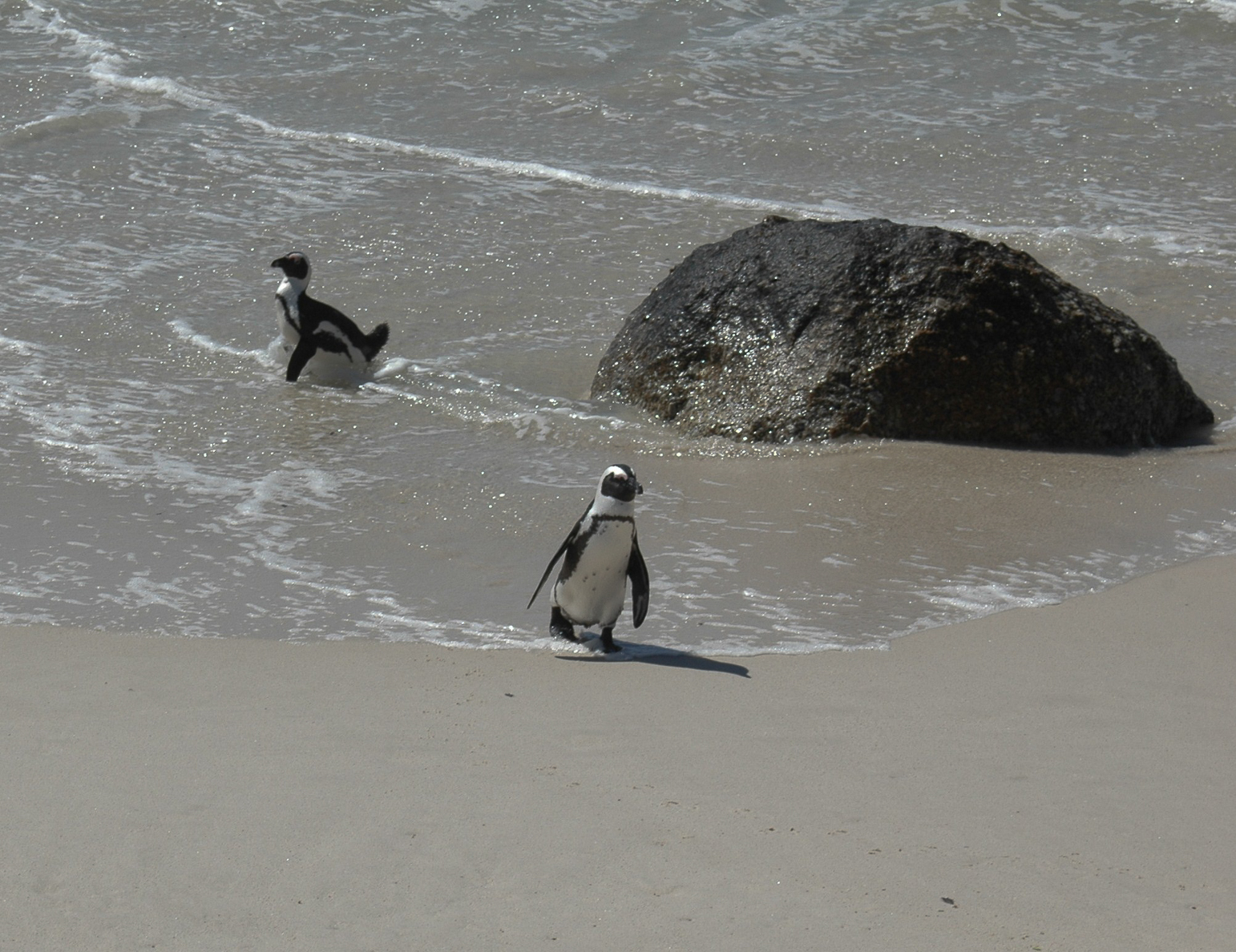 Une colonie de pingouins sur la plage Boulders