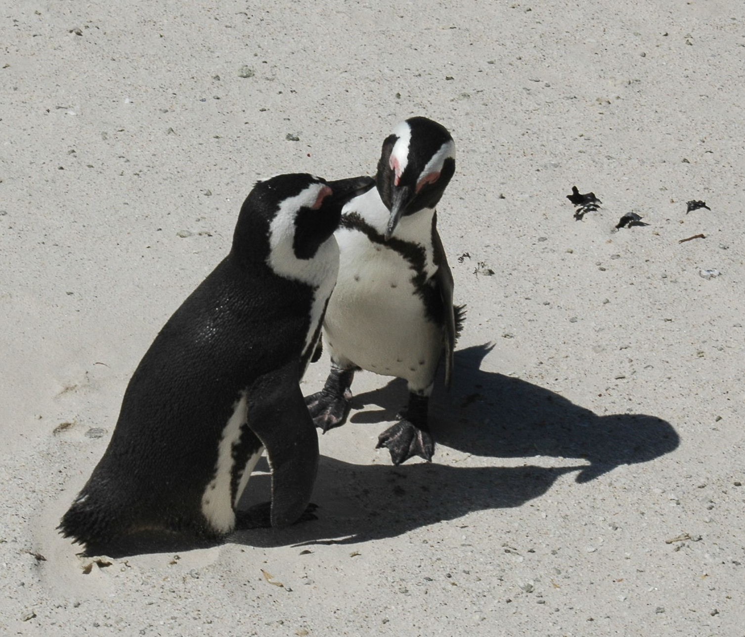 Une colonie de pingouins sur la plage Boulders