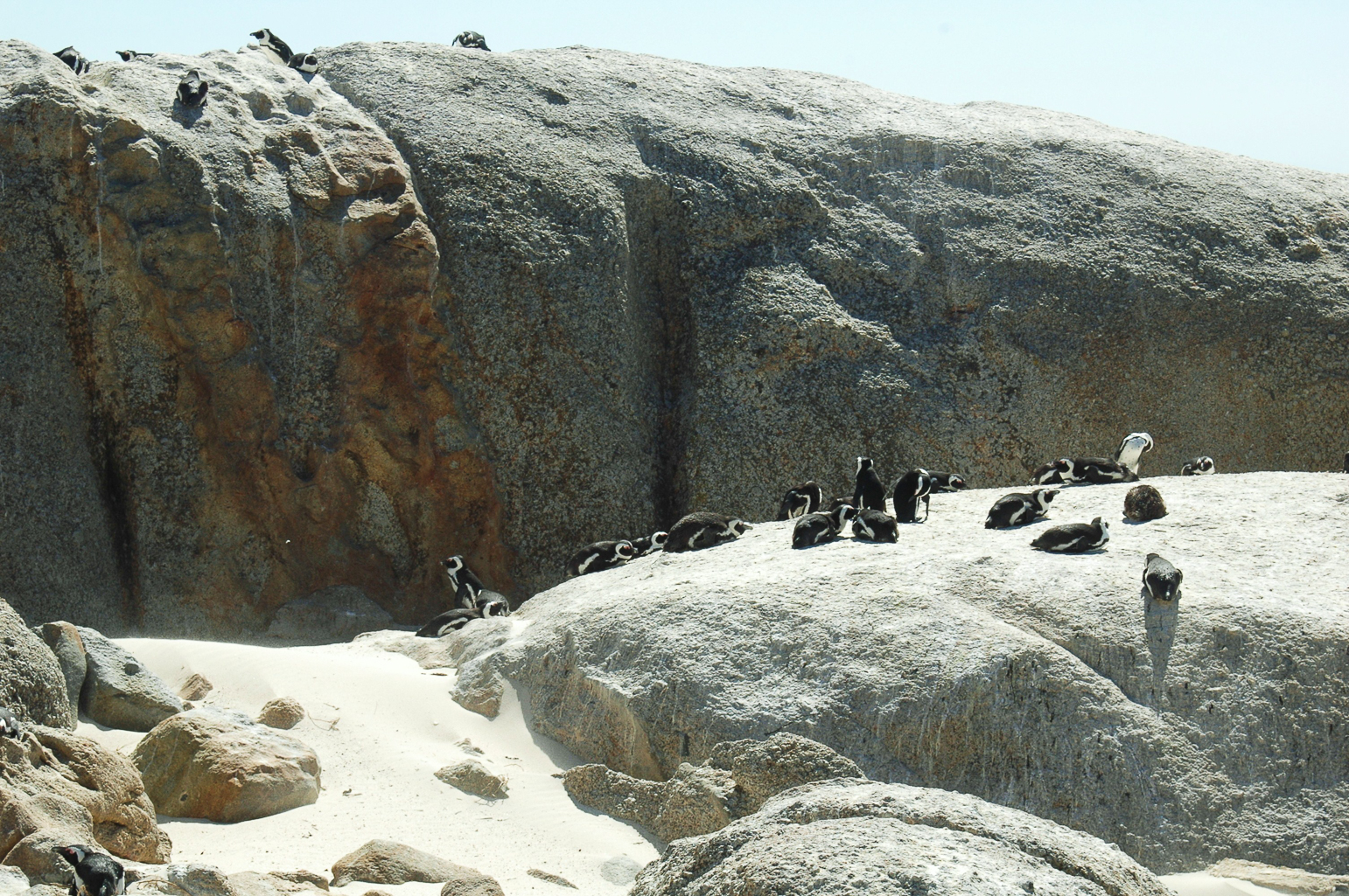 Une colonie de pingouins sur la plage Boulders