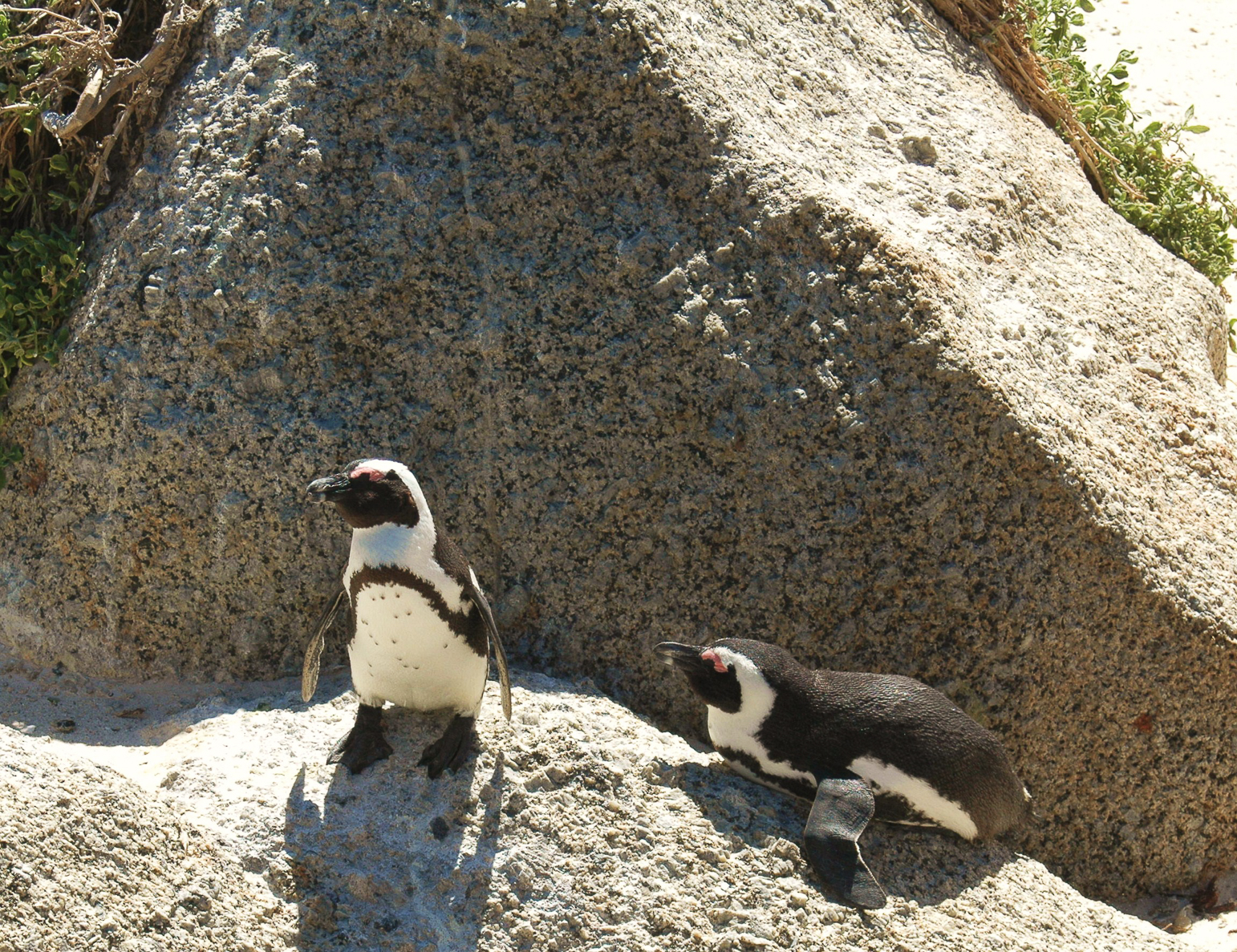 Une colonie de pingouins sur la plage Boulders