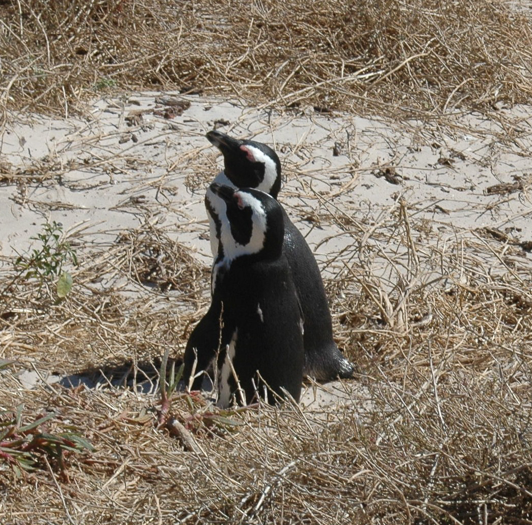 Une colonie de pingouins sur la plage Boulders