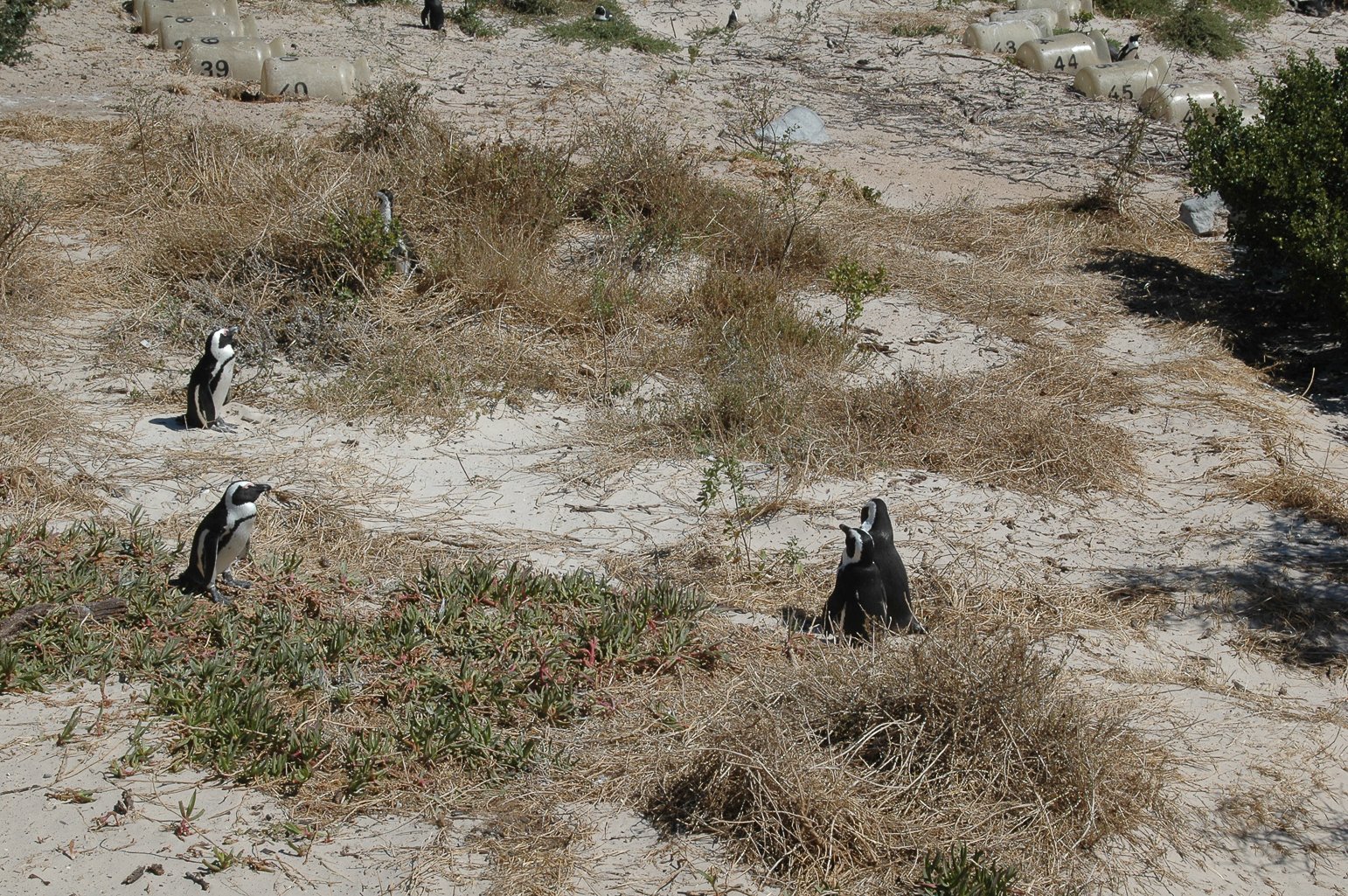 Une colonie de pingouins sur la plage Boulders